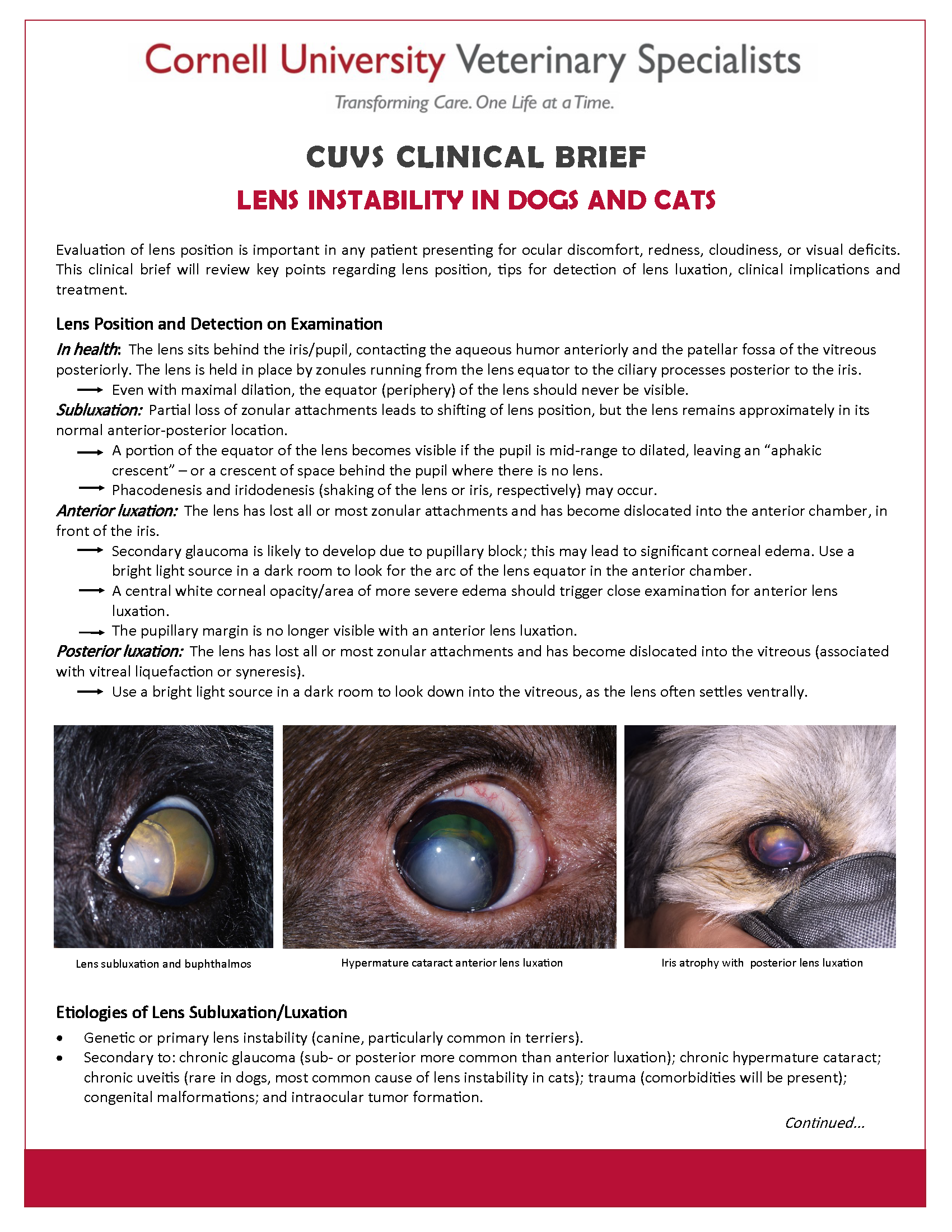 Clinical Brief - Lens Instability in Dogs and Cats