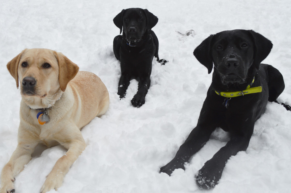 Dogs in snow