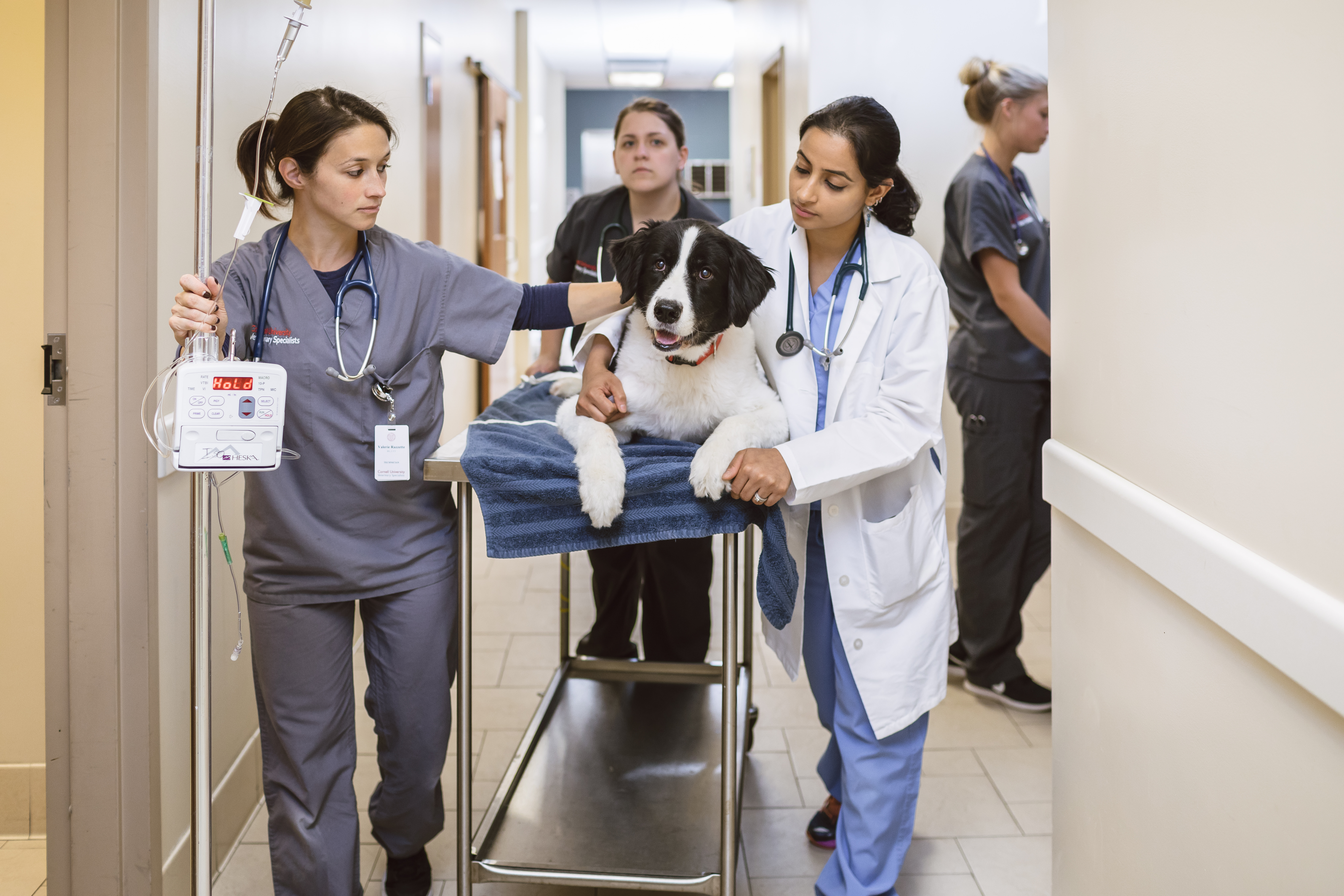 Emergency & Critical Care Hallway