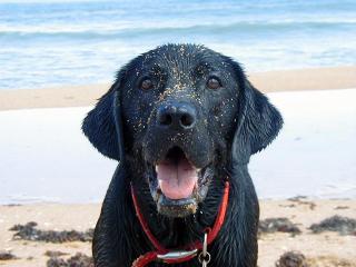 Black Lab