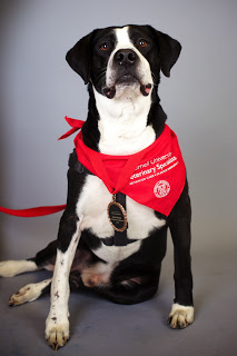 Lucky with bandana