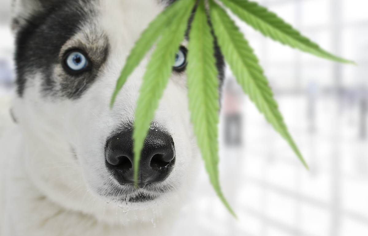 white and black dog cannabis leaf