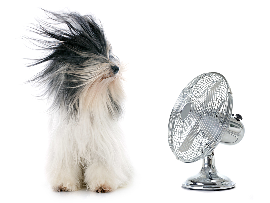 Dog and Fan