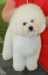 Bichon Frise