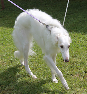 Borzoi