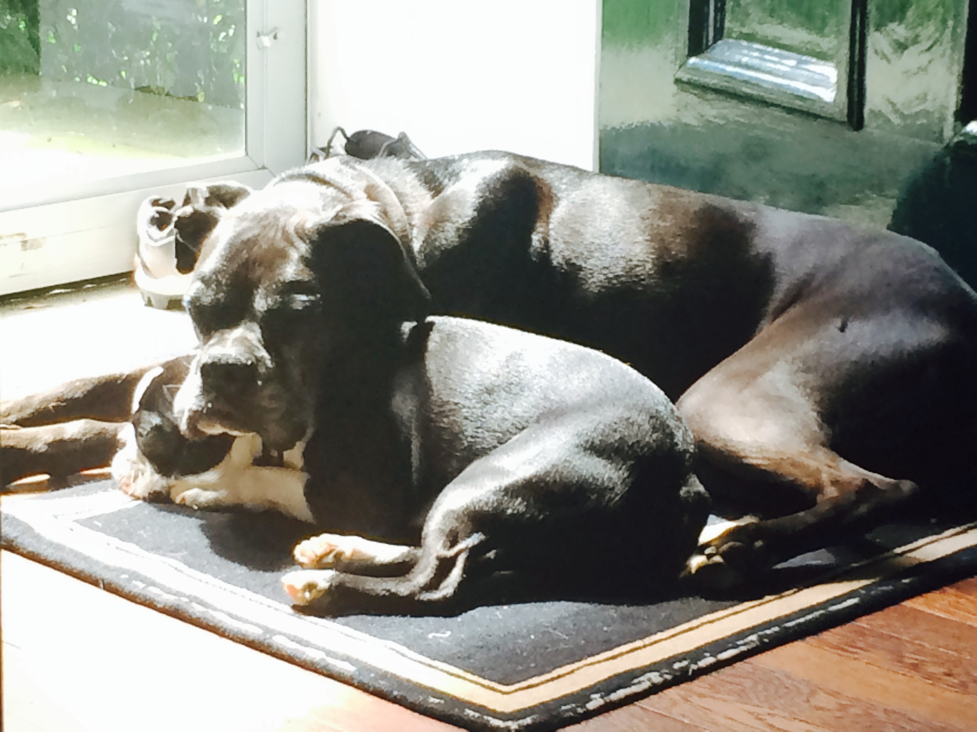 Bruce with other boxer