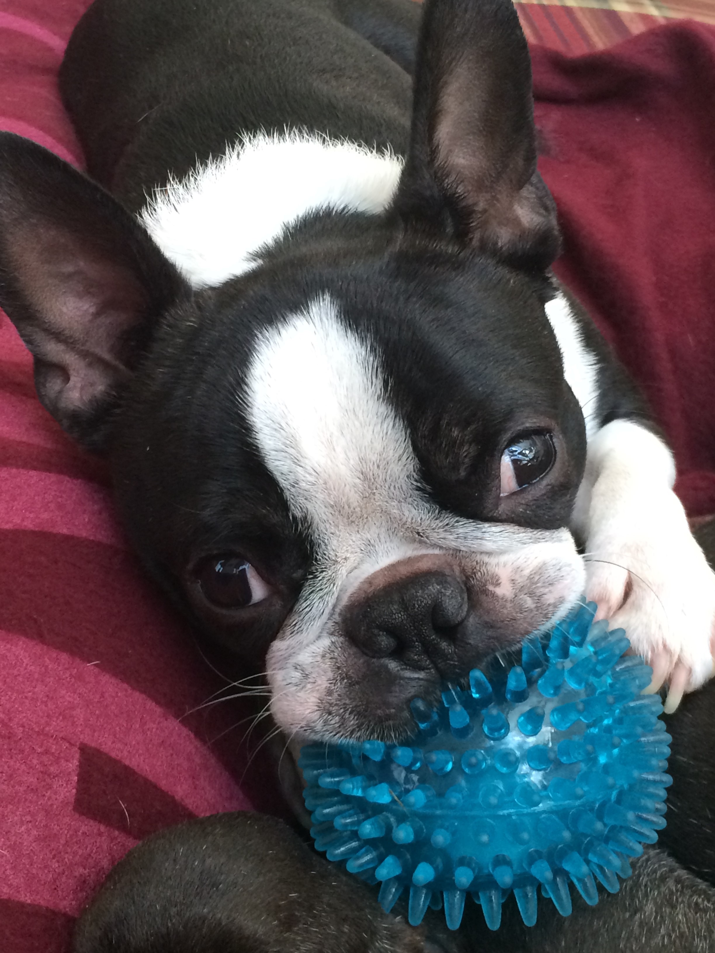 Bruce with ball