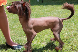 Chinese Crested