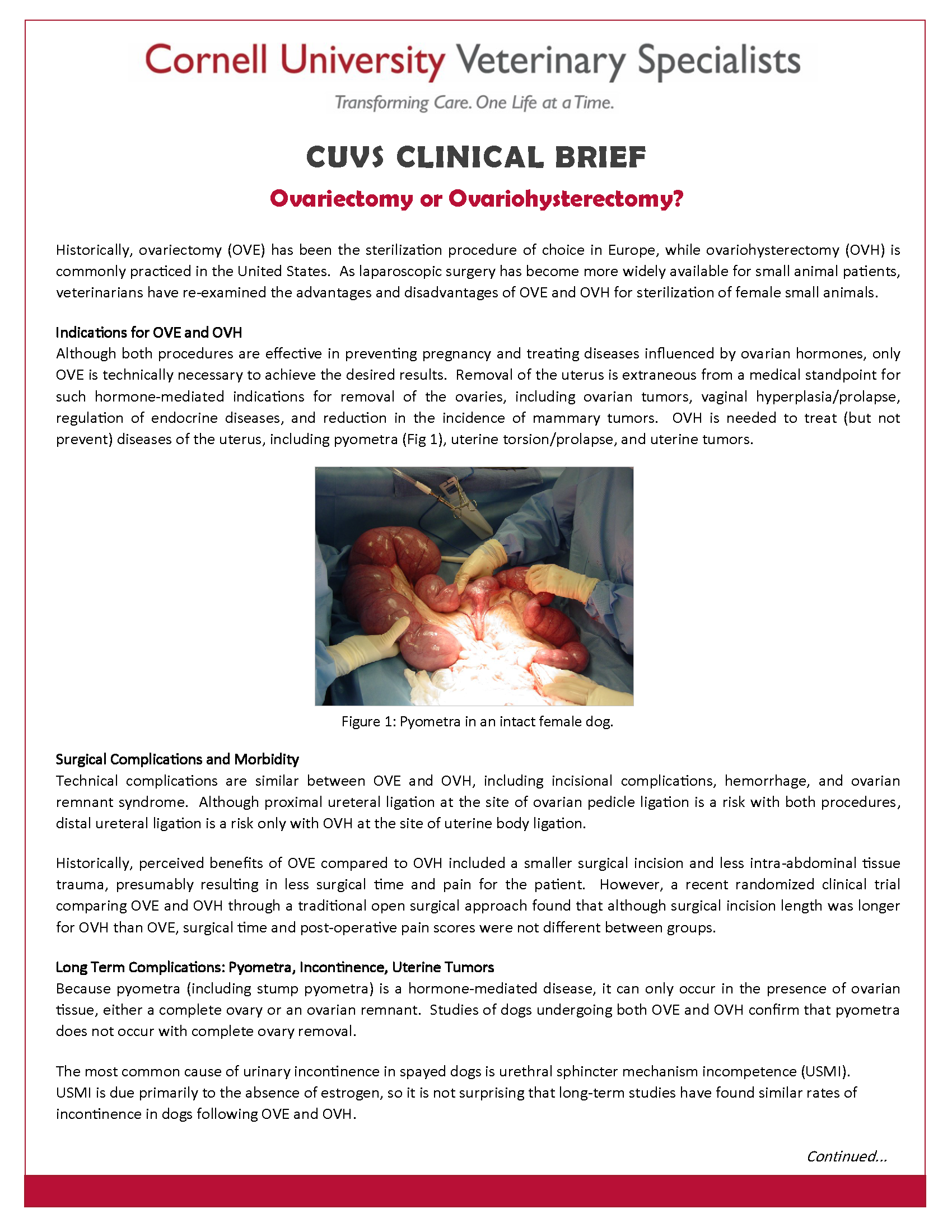 Veterinary Clinical Brief - Ovariectomy