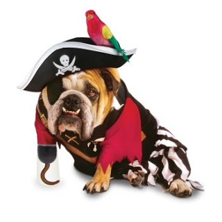 pirate dog