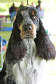 English Cocker Spaniel