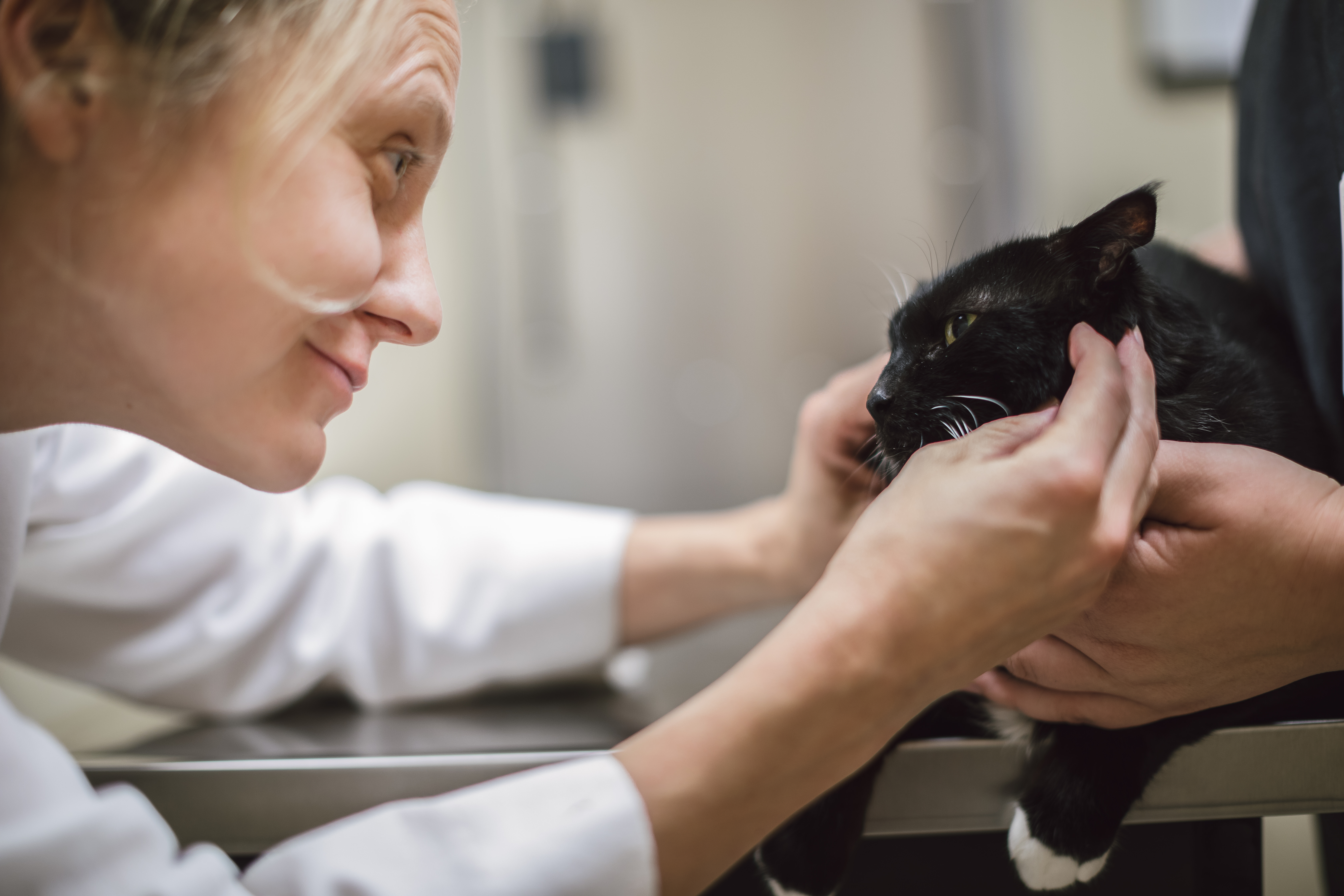 Falk examining cat