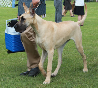 Great Dane