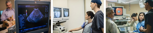 Internal Medicine