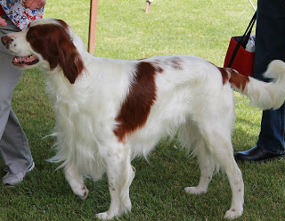 Irish Red and White Setter