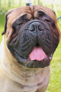 Mastiff