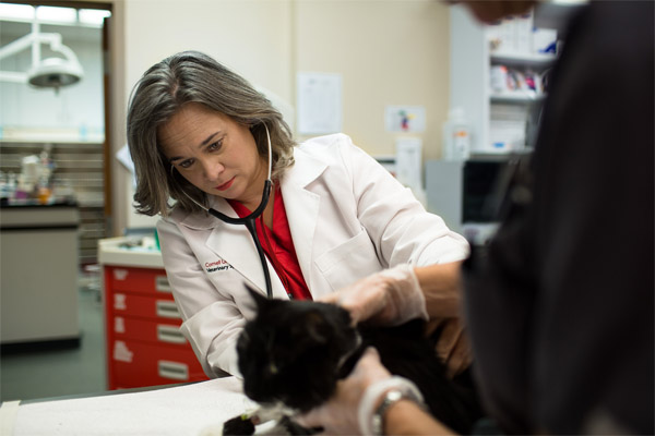 Dr. Mazzaferro examining cat