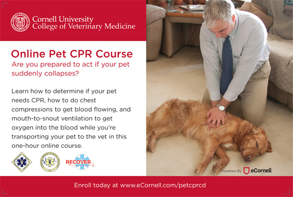 Pet CPR