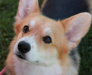 Welsh Corgi