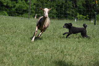 Cody and Sheep