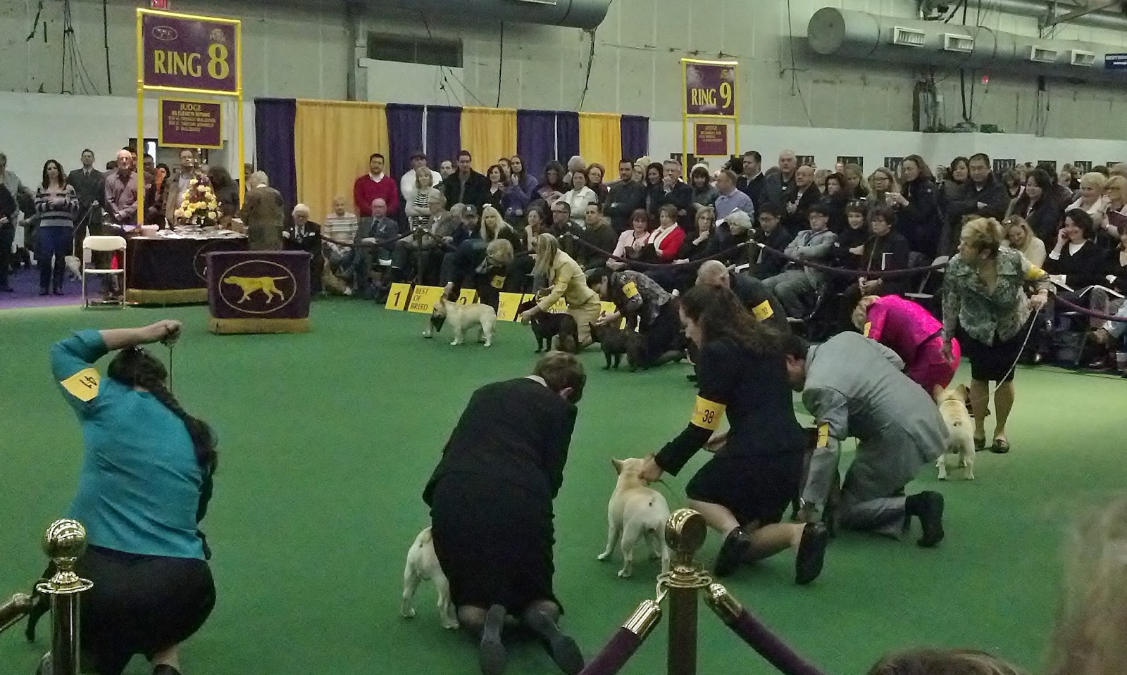 French Bulldog Judging