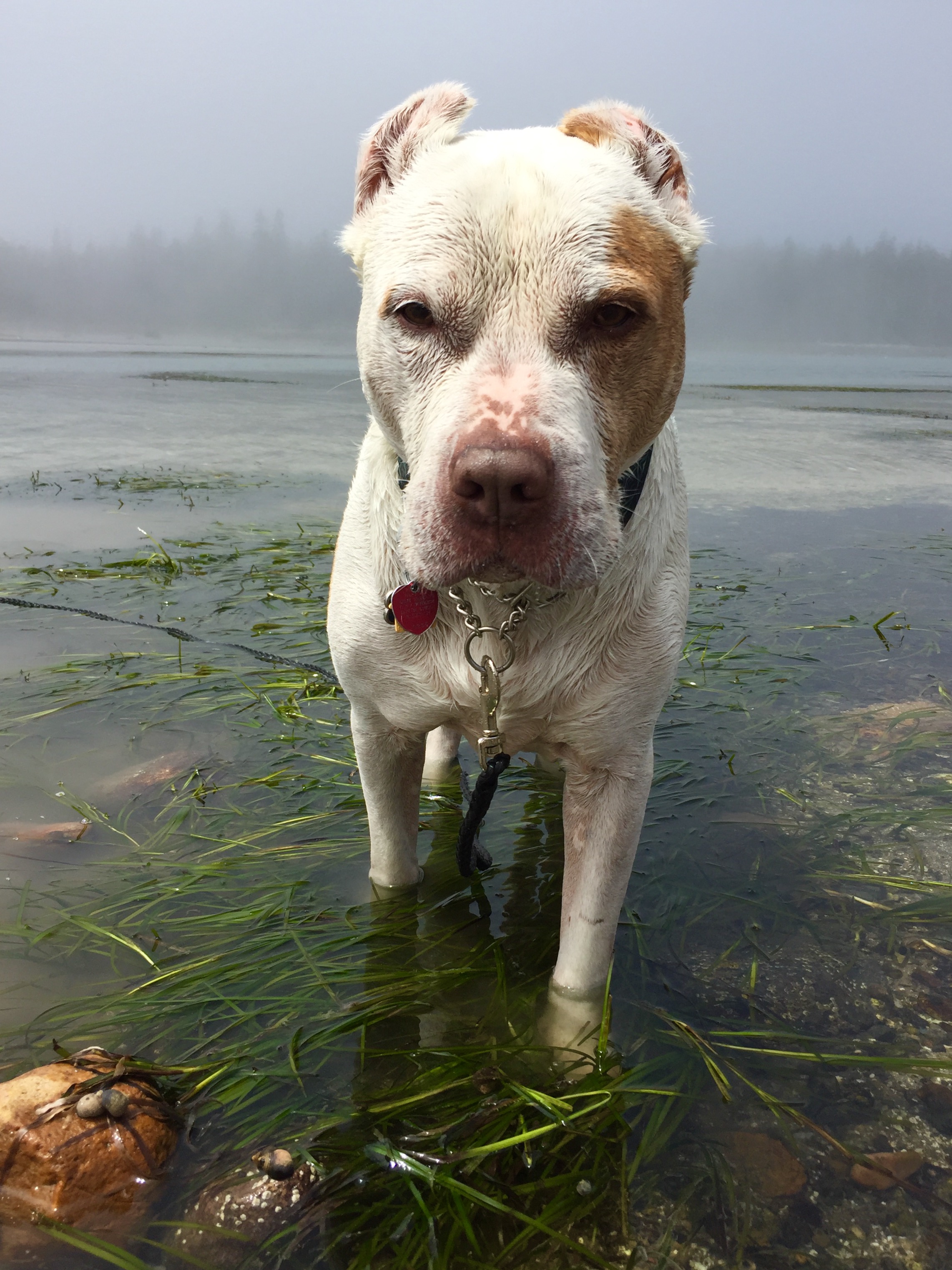 Lex in the water