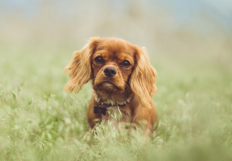 puppy in a field