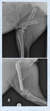 Surgery vertical image 2