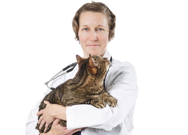 Dr. Bentley Thumbnail