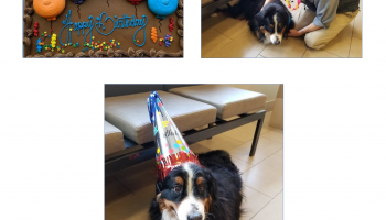 Bernie's 10th Birthday