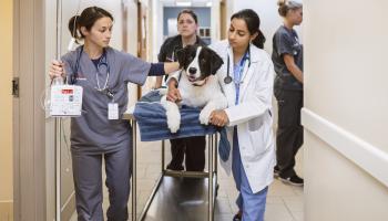 Emergency & Critical Care Hallway