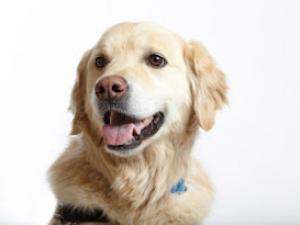 Duke