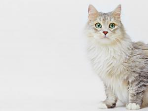 Keaton the cat