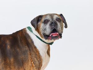 Rocky the dog